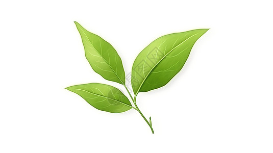 三片绿茶的叶子插图背景图片