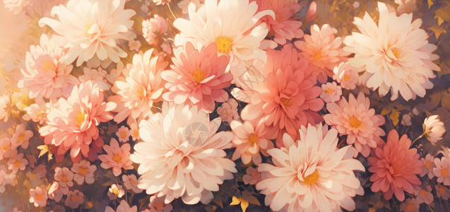 秋天盛开的卡通白色与粉色菊花图片