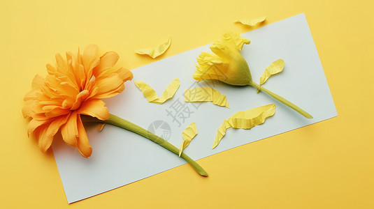 放在白色纸上的两朵漂亮的菊花背景图片
