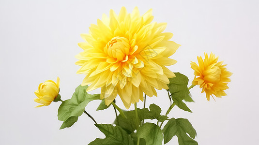 秋天盛开的黄色菊花背景图片