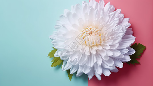 盛开的白色菊花在蓝色与红色撞色背景上背景图片