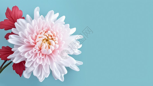 小清新漂亮的白色菊花图片
