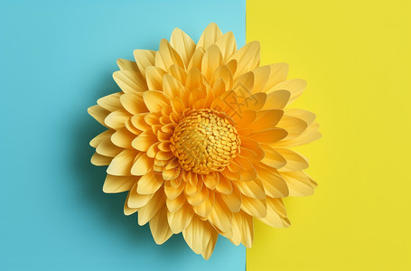 一朵黄色菊花黄蓝撞色背景上一朵盛开的黄色菊花插画