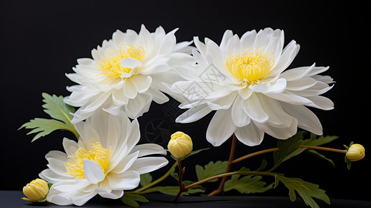 几朵菊花深色背景几朵漂亮的白色菊花插画