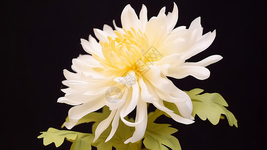 一株漂亮的白色菊花背景图片
