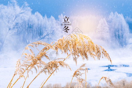 大气传统节气立冬唯美大气创意芦苇gif动图高清图片