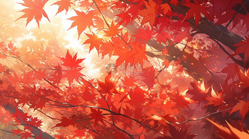 秋天唯美的橙色卡通枫叶图片