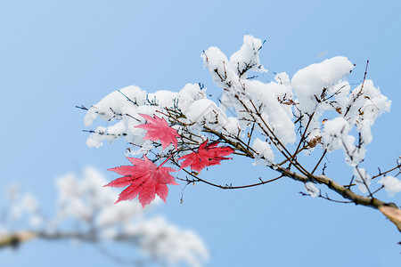 创意唯美冬天积雪枫叶背景图片