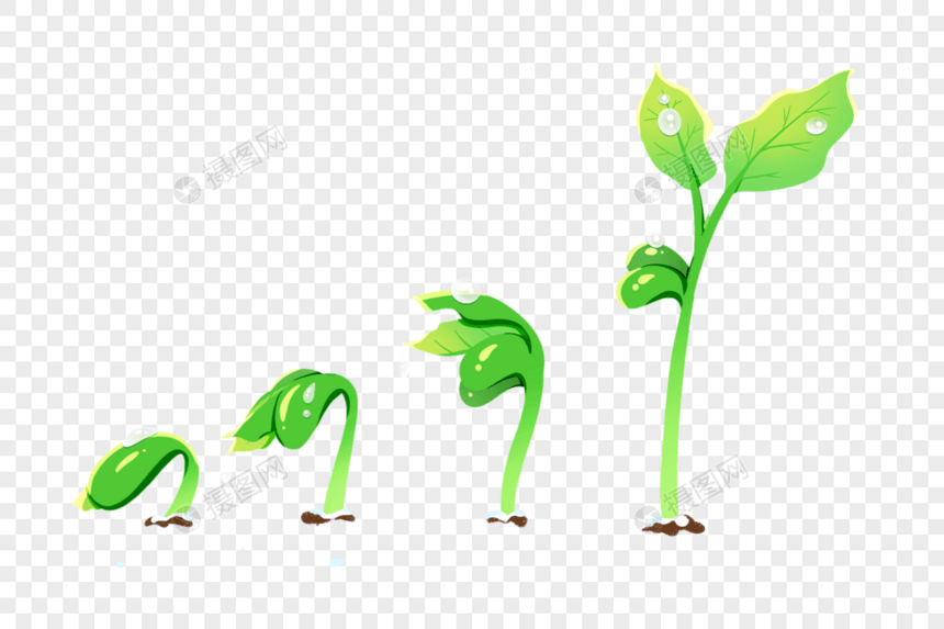 发芽的植物图片