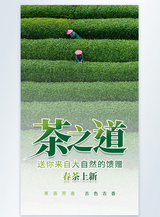 茶叶种植园摄影茶文化新茶上新摄影图海报模板