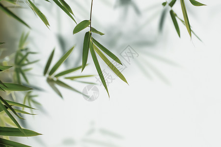 飘落绿色竹叶大气创意竹叶春天背景设计图片