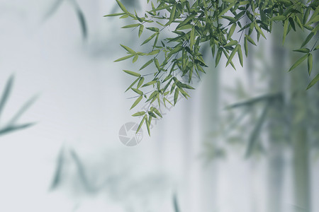 绿色春季折扣券创意大气竹子中式春天背景设计图片