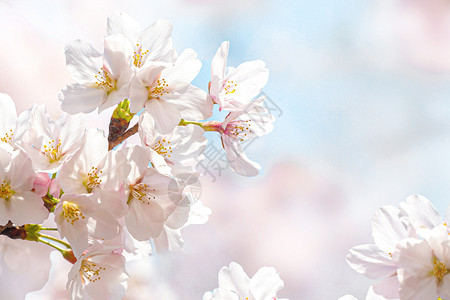 粉色梦幻花朵樱花背景设计图片
