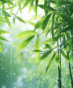 绿色清新水珠雨中唯美的绿色卡通竹林插画