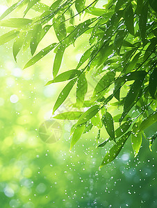 雨中唯美的绿色竹林背景图片