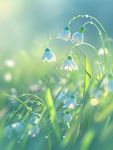 小草露珠春天清晨挂着很多水珠的小草插画