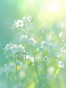 春天的早晨挂着很多水珠的小花背景图片