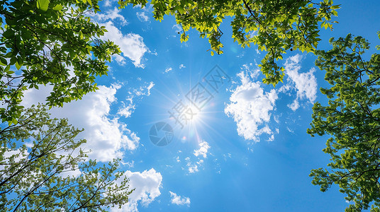阳光明媚的蓝天白云高高的绿树尖仰视视角背景图片