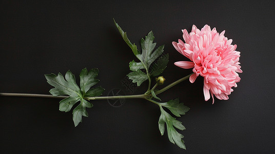 花朵摄影一株粉色大朵的菊花插画
