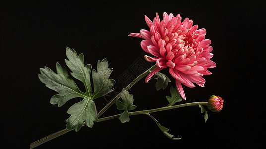 一株粉色的菊花高清图片