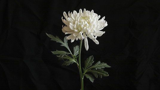 白色的小菊花黑色背景一朵白色菊花插画