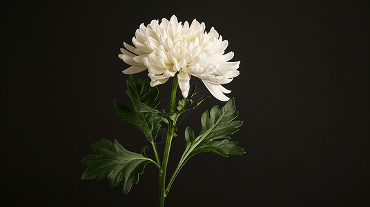白色植物菊花黑色背景一朵菊花插画