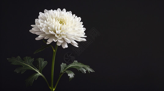 白色植物菊花深色背景一朵美丽白色菊花插画