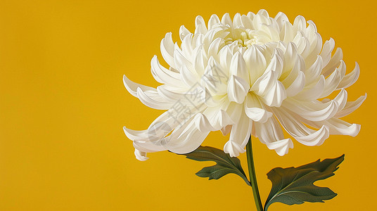 白色的小菊花盛开的大朵菊花插画