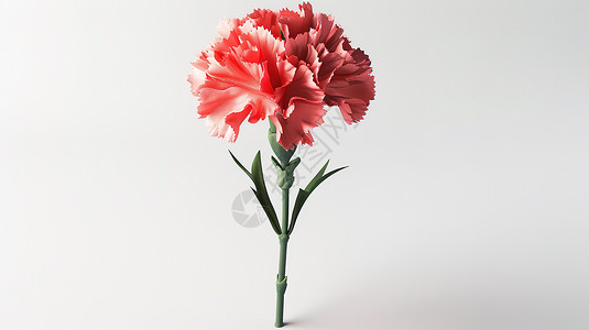康乃馨3D花朵背景图片
