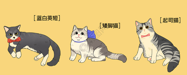 蓝白英短猫萌宠可爱三小只猫咪插画插画