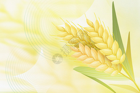 芒种字金黄色麦穗背景设计图片