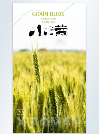 麦子背景二十四节气小满摄影图海报模板