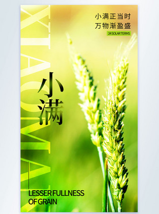 水稻稻穗绿色清新小满节气摄影图海报模板