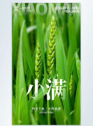 粮食花生米绿色简约小满节气摄影图海报模板