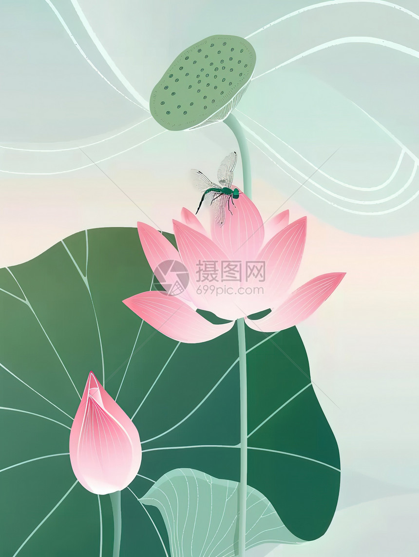 美丽荷花蜻蜓大暑插画图片