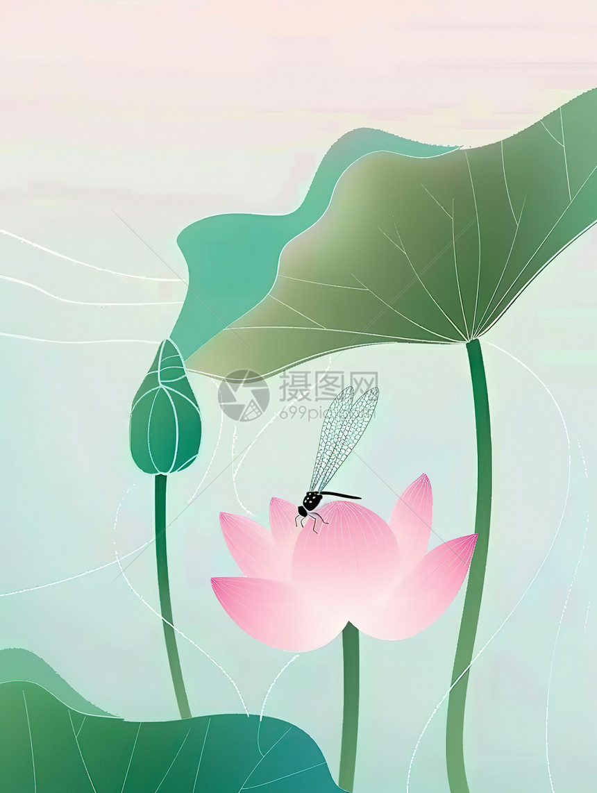 美丽荷花蜻蜓小暑插画图片