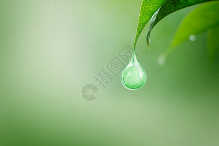 飘飞的树叶绿色创意树叶水滴地球设计图片