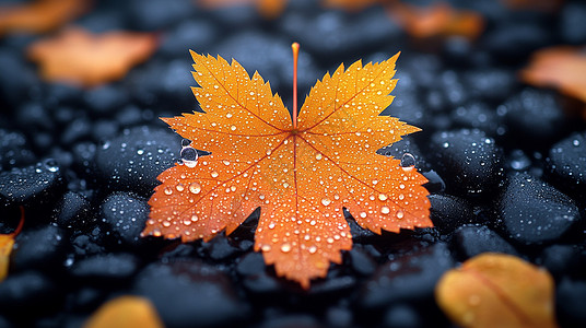 秋天雨中地上一枚飘落的黄色枫叶图片