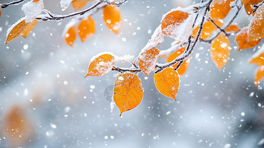 金色树叶上的冰雪图片