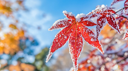 枫叶上的冰雪图片