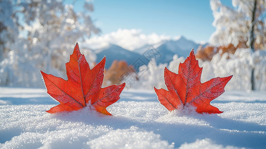 两片红色漂亮的树叶落在白雪地图片