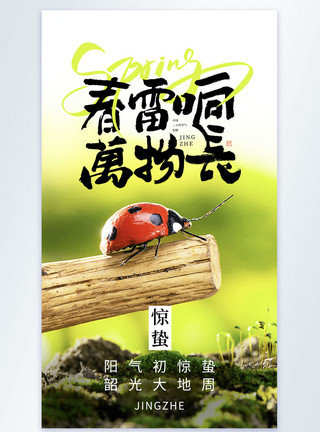简约风惊蛰节气摄影图海报图片