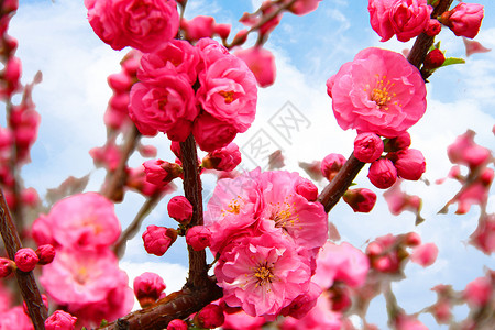 春天红色桃花绽放背景图片
