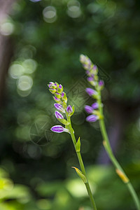 花苗背景