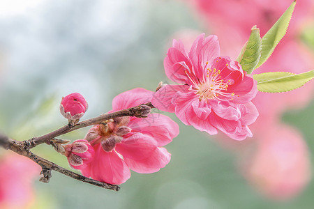 桃花桃花开放素材高清图片