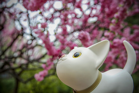 可爱狗嗅花香猫赏花背景