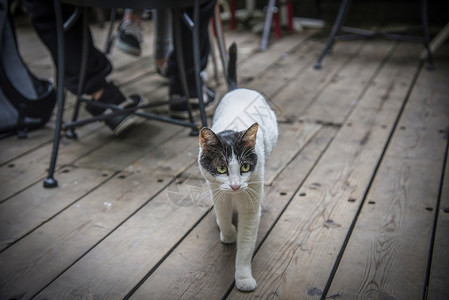 猫背景图片