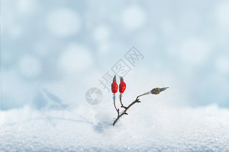 一抹红雪花一抹红高清图片