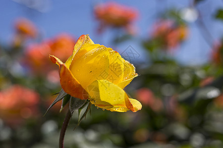 月季花背景图片