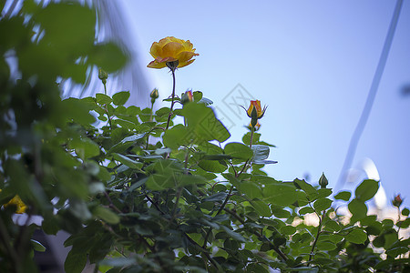 月季花图片